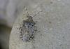Rhaphigaster nebulosa